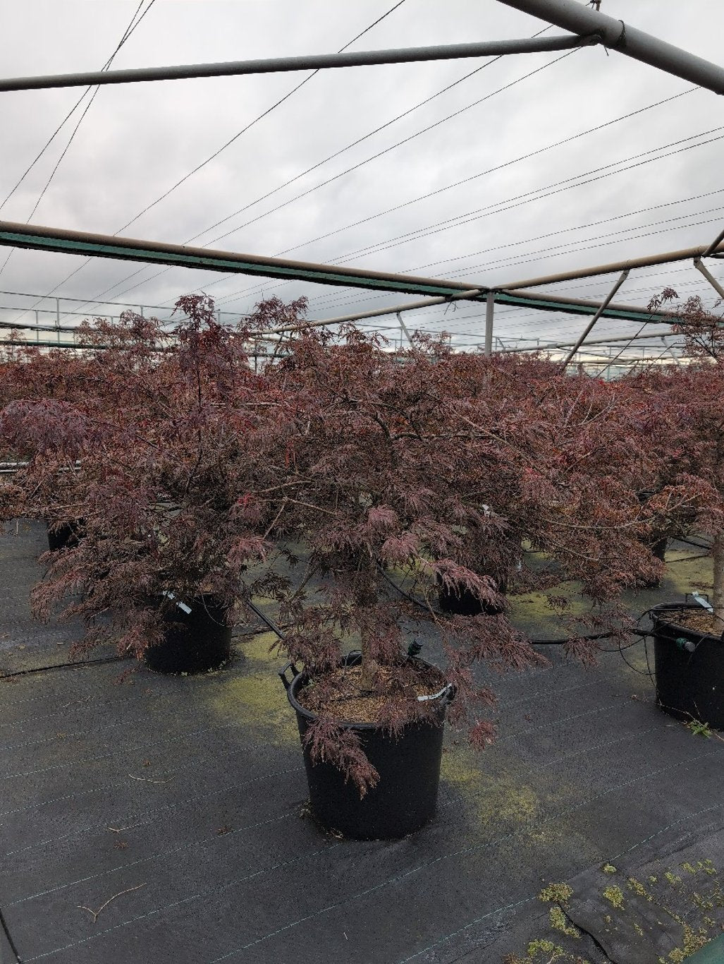 Acer pal. 'Tamukeyama' - 50 CM Stem Cont.